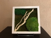 Obraz mały mech płaski,poduszkowym+rośl.natur