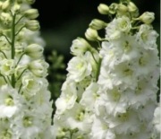 Ostróżka biała Excalibur ukorzeniona sadzonka 