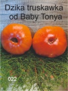 022-Dzika truskawka od Baby Tonya. Pomidory kolekcjonerskie.