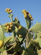 Opuncja figowa (kaktus owocowy) 