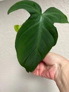 Philodendron Camposportoanum - ukorzeniona , rosnąca szdz. pędowa