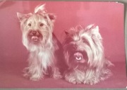 Pies Terrier szkocki Stara Kartka pocztowa 1978 ro