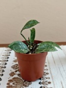 Hoya Lacunosa Snow Caps SADZONKA UKORZENIONA ze zdjęć