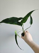 Duże syngonium Lance Leaf  hydroponika