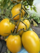 Pomidor Banana Orange Nasiona 