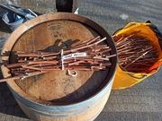 Sztobry Winorośli. Winorośl szkółka PASZPORTY