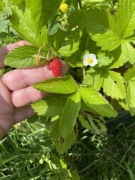 Poziomka sadzonki zestaw, mix odmian