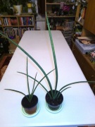 Sansewieria cylindrica