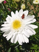 Złocień wielki - CRAZY DAISY-Bylina 