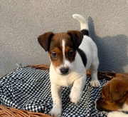 Jack Russell Terrier # CHIPS Smartie Jacks # pure breed male