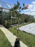 Oleander łososiowy w formie drzewka 