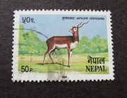 135b3 # Azja Nepal - dzikie zwierzęta  Antylopa