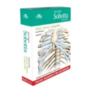 Anatomia Sobotta Flashcards Kości stawy i więzadła