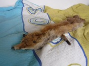 Cały lis kołnierz ZOBACZ KONIECZNIE 