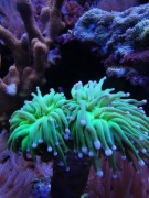 Euphyllia Glabrescens Green. Koralowiec, akwarium morskie ,korale, nemo 