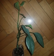 Epipremnum pinnatum pinatum cebu Blue 