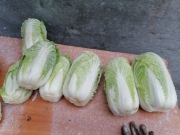 Kapusta pekińska prosto od rolnika wysyłka inpost paczkomat 25kilo 