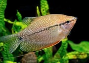 Rybki do akwarium - Gurami Mozaikowe