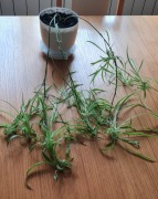 Piękna duża zdrowa zielistka w doniczce14 cm + gratis 