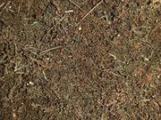 Bylica roczna artemisia annua susz 100 g 15 zł 