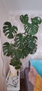 Kwiat Monstera bardzo duży