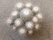 kaktus z kolekcji Mammillaria geminispina - very big old plant