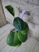 Hoya obovata Amelia 