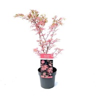 Klony biały, różnobarwny, różowy sadzonka w pojemniku 3-5l 40-60 cm