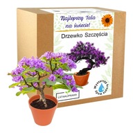 Apák napi ajándék boldogságfa bonsai ajándék apák napjára