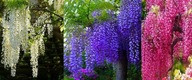 Glicynia Wisteria niebieska,różowa,biała w donicy