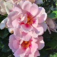 Róża różowy sadzonka w pojemniku 2-3l