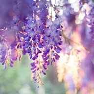 Wisteria sadzonka w pojemniku do 0,5l 25 cm