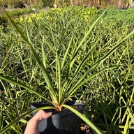 Juka karolińska ogrodowa (Yucca filamentosa) W DONICZCE Jukka Yuca P13