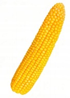 Semená kukurice Legion silážne zrno FAO 260