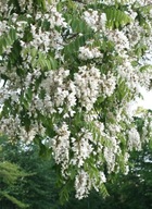 Robinia akacjowa POSPOLITA