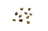 Nasiona Truskawka 1 g