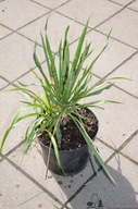 Yucca filamentosa Juka karolińska 5L