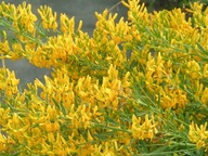 Żółty sadzonka w pojemniku 1-2l 20-30 cm