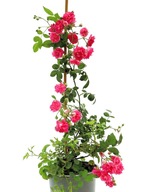 Róża różowy sadzonka w pojemniku 3-5l 40 cm