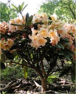 Rododendron Flautando Kremowopomarańczowe Kwiaty Niski Pokrój Kulisty