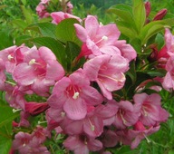 Krzewuszki różowy sadzonka w pojemniku 1-2l 60-70 cm
