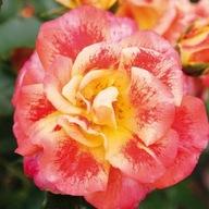 Róża pomarańczowy, żółty sadzonka w pojemniku 2-3l
