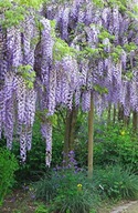 Wisteria sadzonka w pojemniku 2-3l