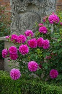 Róża różowy sadzonka w pojemniku 3-5l 30 cm