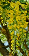 Złotokap żółty kwiat MOCNY KOLOR piękne wybarwienie