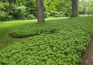 Runianka japońska Green Carpet OKRYWOWA
