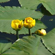 GRĄŻEL ŻÓŁTY roślina wodna nuphar lutea LILIA 1szt