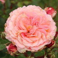 Róża różowy sadzonka w pojemniku 2-3l