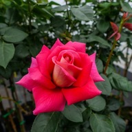 Róża sadzonka w pojemniku 1-2l 30 cm