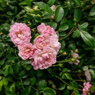 Róża różowy sadzonka w pojemniku 1-2l 10 cm